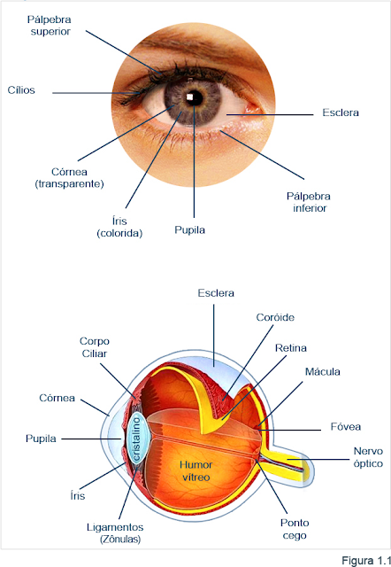 anatomia do olho